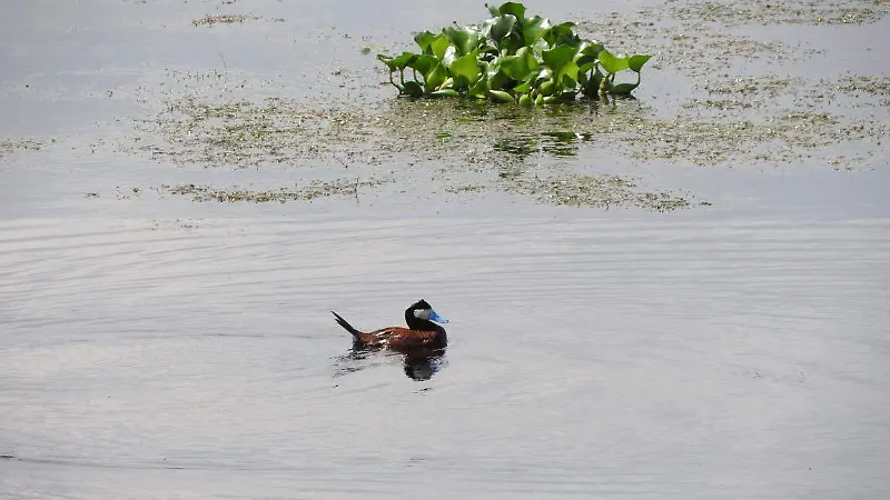 Zumpango en alerta: lirio acuático amenaza con destruir la laguna [Fotorreportaje]